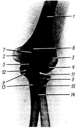 Михаил Привес, Николай Лысенков и др. - Анатомия человека