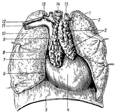 Михаил Привес, Николай Лысенков и др. - Анатомия человека