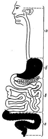 Михаил Привес, Николай Лысенков и др. - Анатомия человека