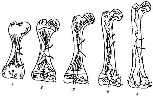 Михаил Привес, Николай Лысенков и др. - Анатомия человека