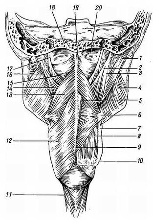 Михаил Привес, Николай Лысенков и др. - Анатомия человека