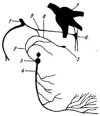 Михаил Привес, Николай Лысенков и др. - Анатомия человека