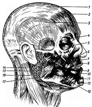 Михаил Привес, Николай Лысенков и др. - Анатомия человека