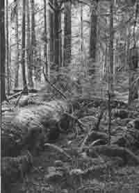 Эрнст Мулдашев - Трагическое послание древних