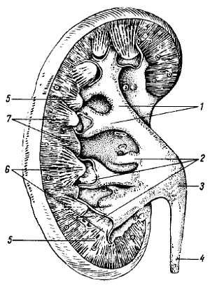 Михаил Привес, Николай Лысенков и др. - Анатомия человека