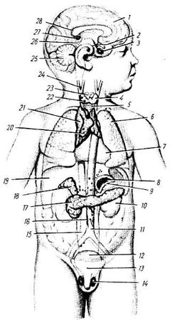 Михаил Привес, Николай Лысенков и др. - Анатомия человека
