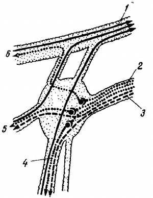 Михаил Привес, Николай Лысенков и др. - Анатомия человека