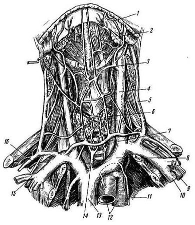 Михаил Привес, Николай Лысенков и др. - Анатомия человека