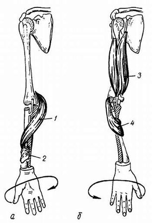 Михаил Привес, Николай Лысенков и др. - Анатомия человека