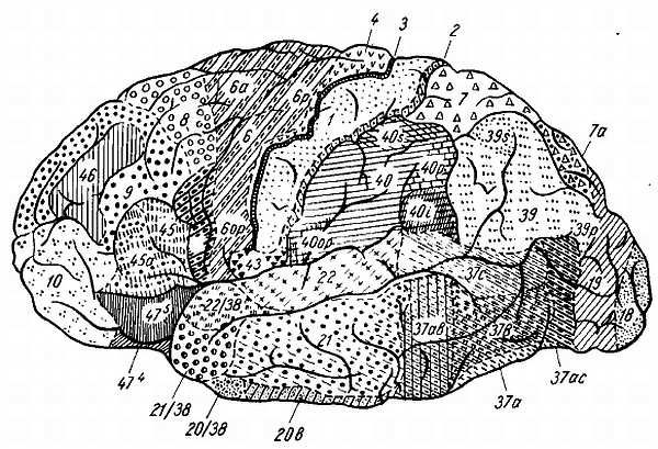 Михаил Привес, Николай Лысенков и др. - Анатомия человека