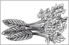 Наталья Дмитриева - Поделки из природных материалов