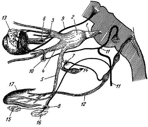 Михаил Привес, Николай Лысенков и др. - Анатомия человека