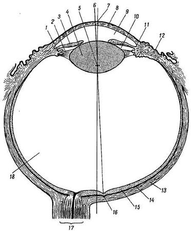 Михаил Привес, Николай Лысенков и др. - Анатомия человека