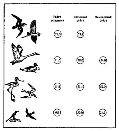 Леонид Соколов - Почему перелетные птицы возвращаются домой
