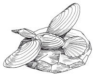 Наталья Дмитриева - Поделки из природных материалов