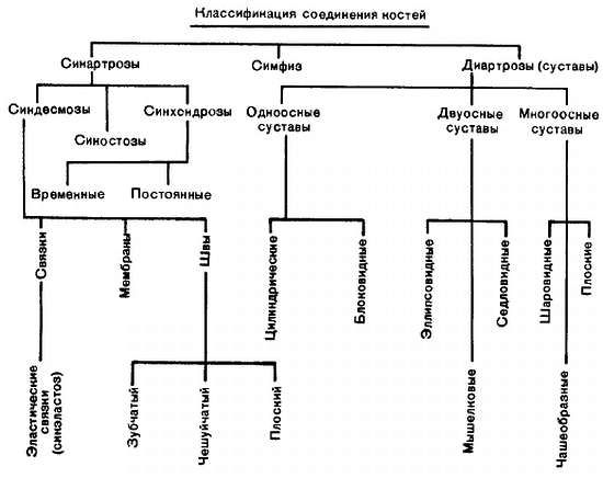 Михаил Привес, Николай Лысенков и др. - Анатомия человека