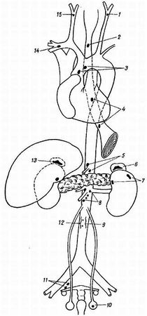 Михаил Привес, Николай Лысенков и др. - Анатомия человека