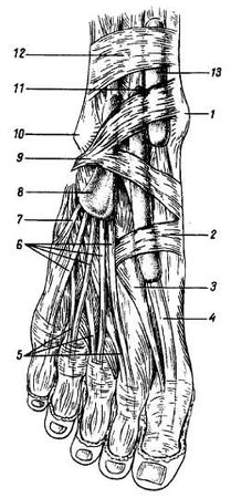 Михаил Привес, Николай Лысенков и др. - Анатомия человека