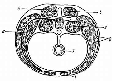 Михаил Привес, Николай Лысенков и др. - Анатомия человека