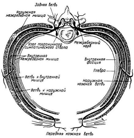 Михаил Привес, Николай Лысенков и др. - Анатомия человека