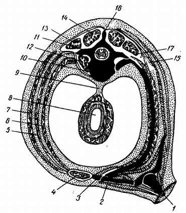 Михаил Привес, Николай Лысенков и др. - Анатомия человека