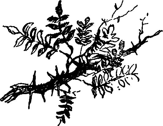 Иван Ефремов - Алмазная труба: Рассказы