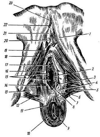 Михаил Привес, Николай Лысенков и др. - Анатомия человека