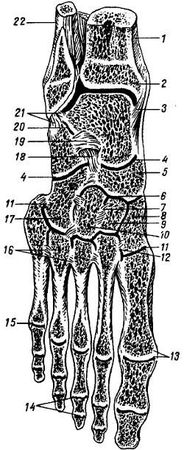 Михаил Привес, Николай Лысенков и др. - Анатомия человека