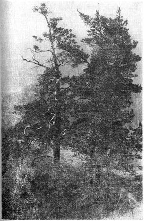 Михаил Величко - Маленькие путешествия вокруг большого города