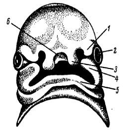 Михаил Привес, Николай Лысенков и др. - Анатомия человека