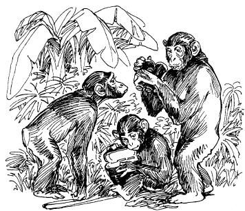 Бернгард Гржимек - Среди животных Африки