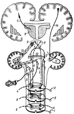Михаил Привес, Николай Лысенков и др. - Анатомия человека