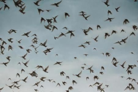 Роман Шмараков - Книга скворцов (журнальный вариант)