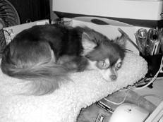 Линиза Жалпанова - Чихуахуа