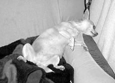 Линиза Жалпанова - Чихуахуа