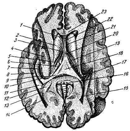 Михаил Привес, Николай Лысенков и др. - Анатомия человека