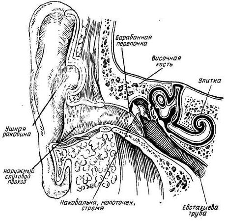 Михаил Привес, Николай Лысенков и др. - Анатомия человека