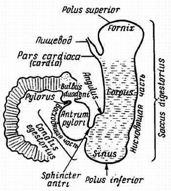 Михаил Привес, Николай Лысенков и др. - Анатомия человека