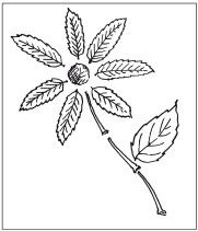 Наталья Дмитриева - Поделки из природных материалов