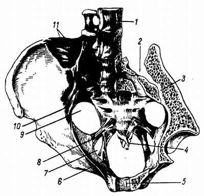 Михаил Привес, Николай Лысенков и др. - Анатомия человека