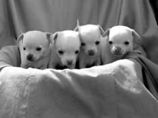 Линиза Жалпанова - Чихуахуа