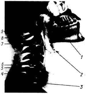 Михаил Привес, Николай Лысенков и др. - Анатомия человека