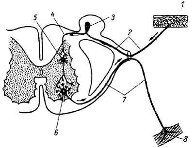 Михаил Привес, Николай Лысенков и др. - Анатомия человека