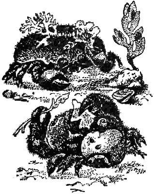 Игорь Акимушкин - Причуды природы