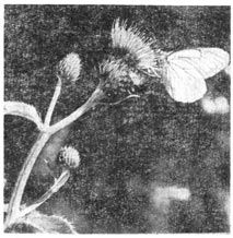 Михаил Величко - Маленькие путешествия вокруг большого города