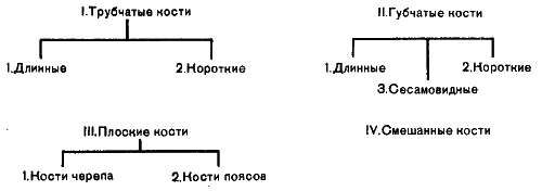 Михаил Привес, Николай Лысенков и др. - Анатомия человека