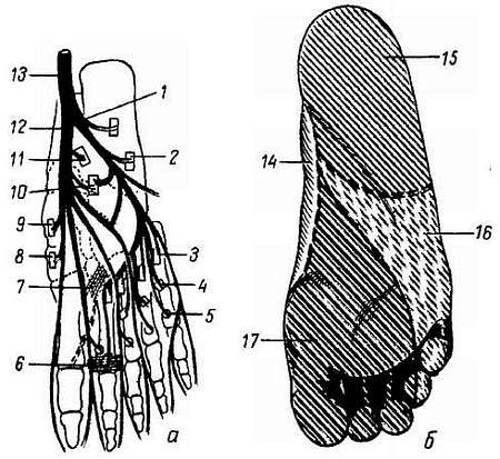 Михаил Привес, Николай Лысенков и др. - Анатомия человека