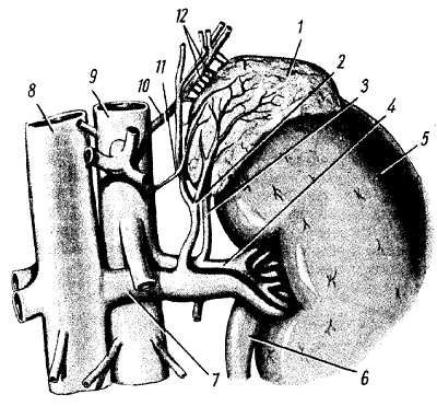 Михаил Привес, Николай Лысенков и др. - Анатомия человека