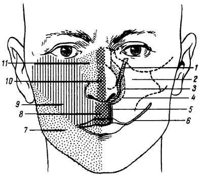 Михаил Привес, Николай Лысенков и др. - Анатомия человека