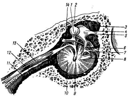 Михаил Привес, Николай Лысенков и др. - Анатомия человека
